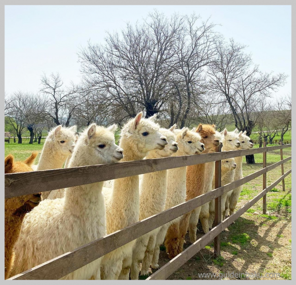 Excursion to Winery and visit of Alpaca Farm